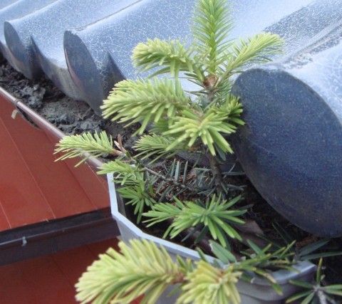 雨樋に落ち葉が詰まってしまう前に🍂【浜松市の屋根リフォームのご相談は当店へ】 アイキャッチ画像